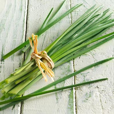 Herbes - Kräutergarten Schnittlauch